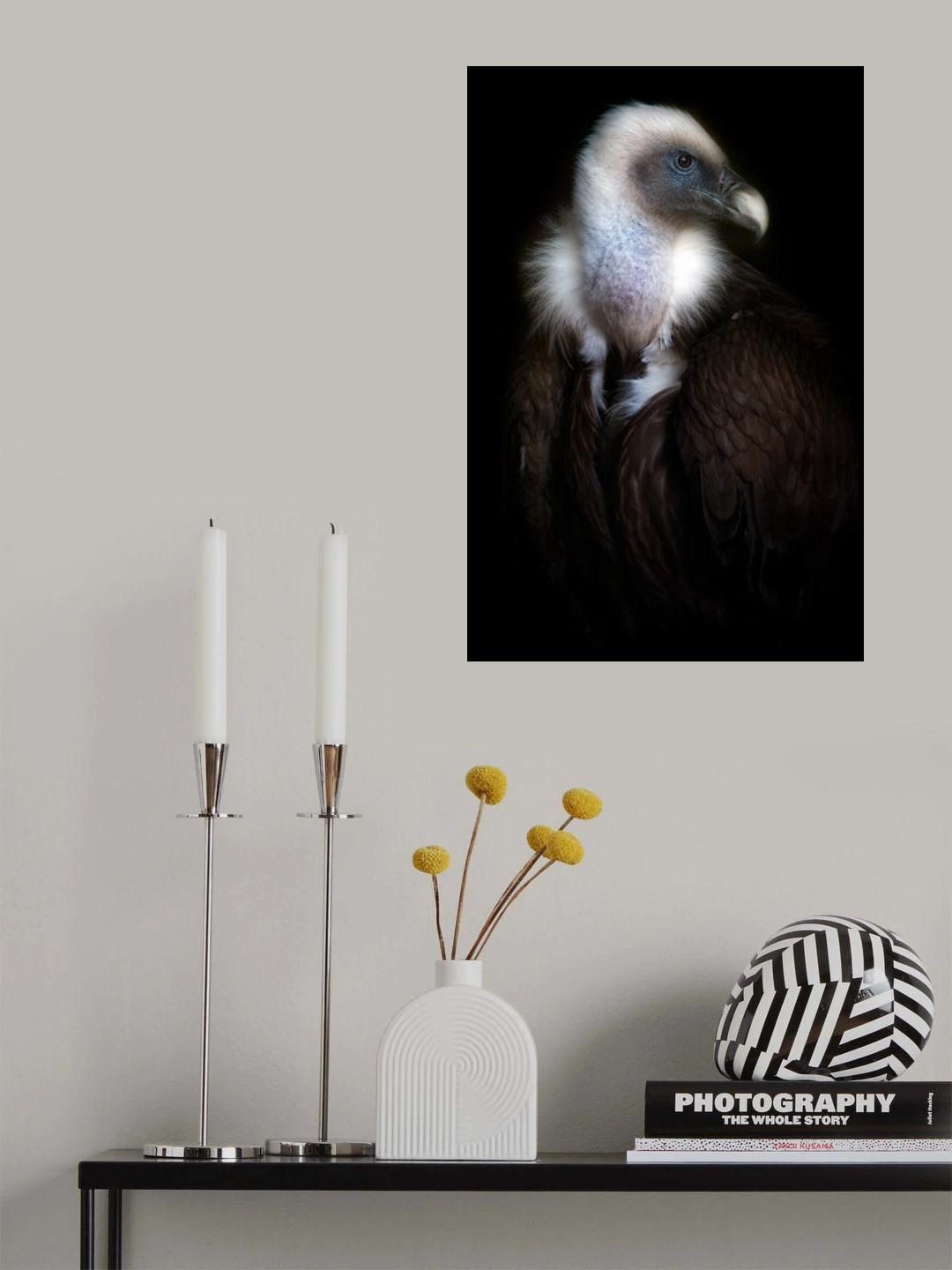 Vulture portrait II Poster och Canvastavla