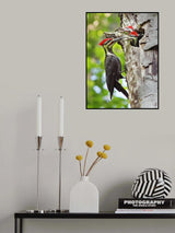 Pileated Woodpecker Poster och Canvastavla