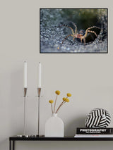 Morning Spider Poster och Canvastavla
