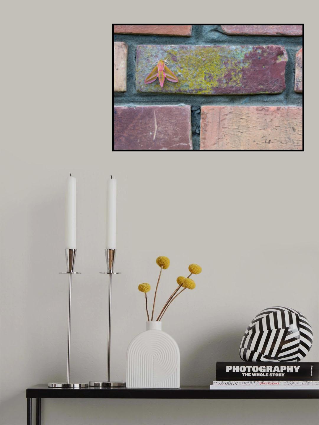 Urban Moth Poster och Canvastavla