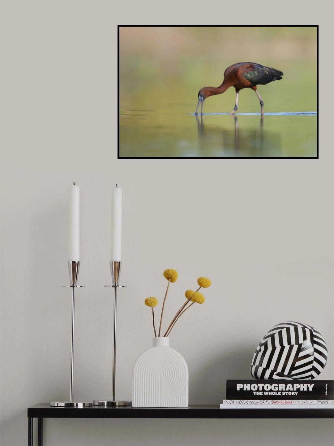 Glossy Ibis Poster och Canvastavla