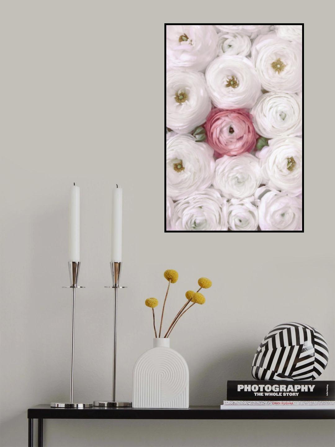 Singular ranunculus in blush Poster och Canvastavla