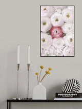 Singular ranunculus in blush Poster och Canvastavla