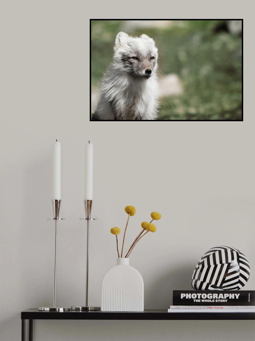 Fjellr&aelig;v Poster och Canvastavla