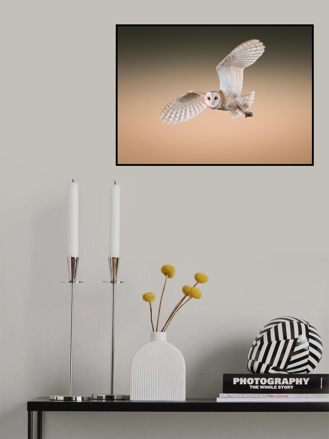 Barn Owl Poster och Canvastavla