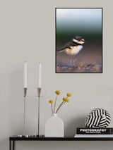 Killdeer chick, Charadrius vociferus Poster och Canvastavla