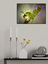 Katydid Poster och Canvastavla