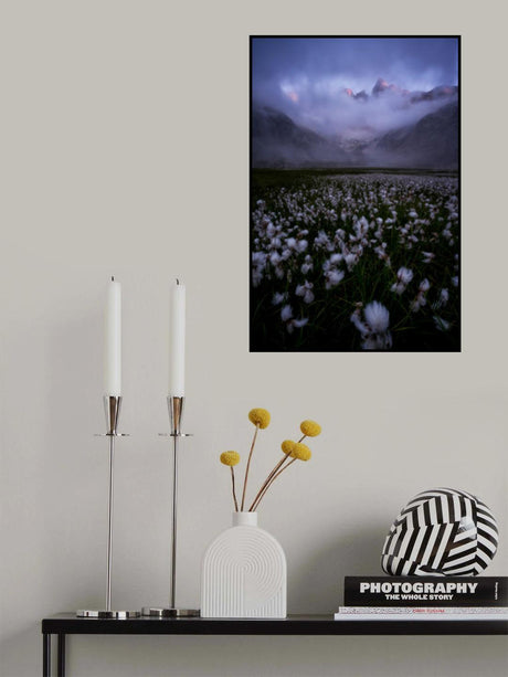 cotton flowers Poster och Canvastavla