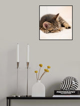 Kitten Poster och Canvastavla