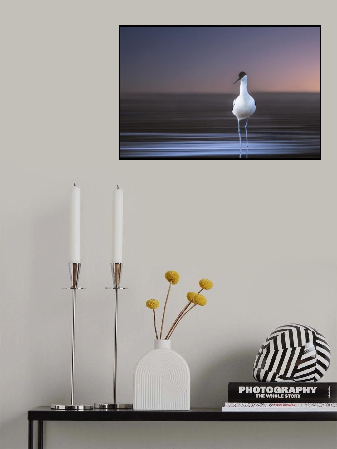 Avocet Poster och Canvastavla