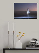 Avocet Poster och Canvastavla