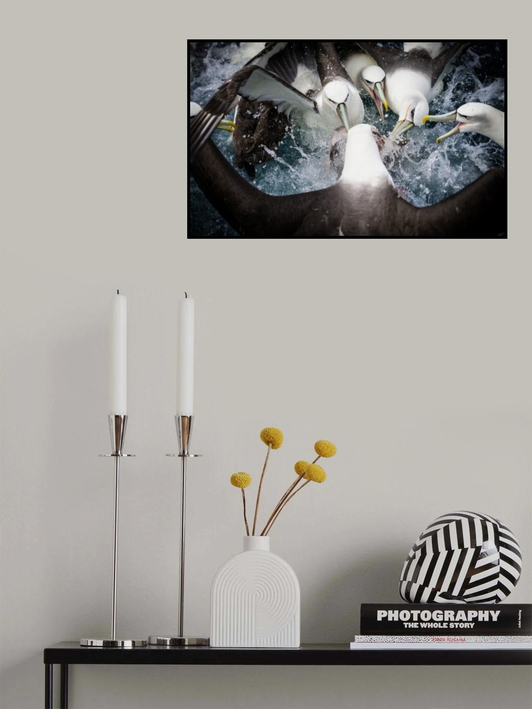 Mollymawk Fight Poster och Canvastavla