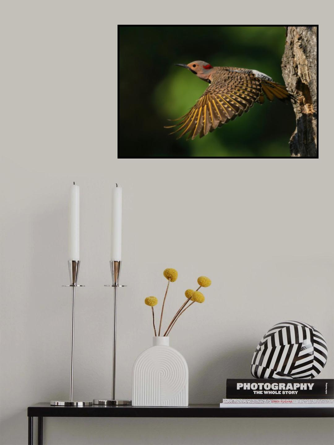 Northern Flicker Poster och Canvastavla
