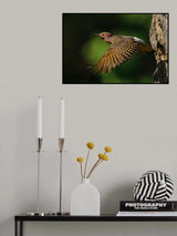 Northern Flicker Poster och Canvastavla