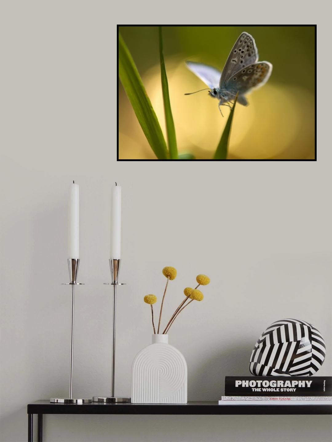 Butterfly Poster och Canvastavla