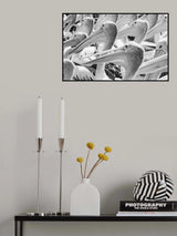 Pelicans Poster och Canvastavla