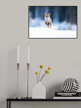 Red fox Poster och Canvastavla