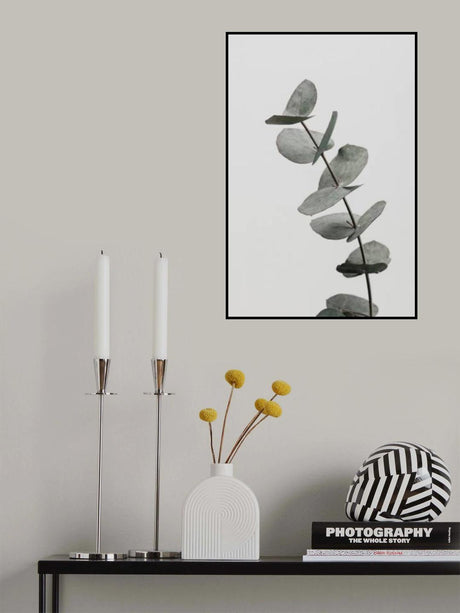 Eucalyptus Natural 06 Poster och Canvastavla