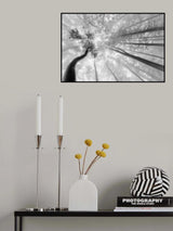 Fog in the treetops Poster och Canvastavla