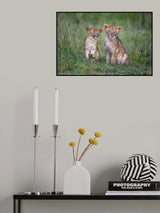 Two rain-soaked lion cubs Poster och Canvastavla