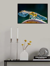 Dragonfly Poster och Canvastavla