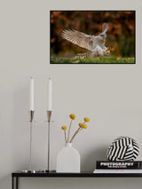 Swooping for the kill Poster och Canvastavla