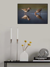 Three-blanded plover Poster och Canvastavla