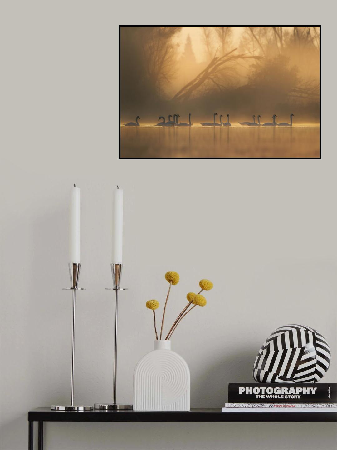 Swans community Poster och Canvastavla