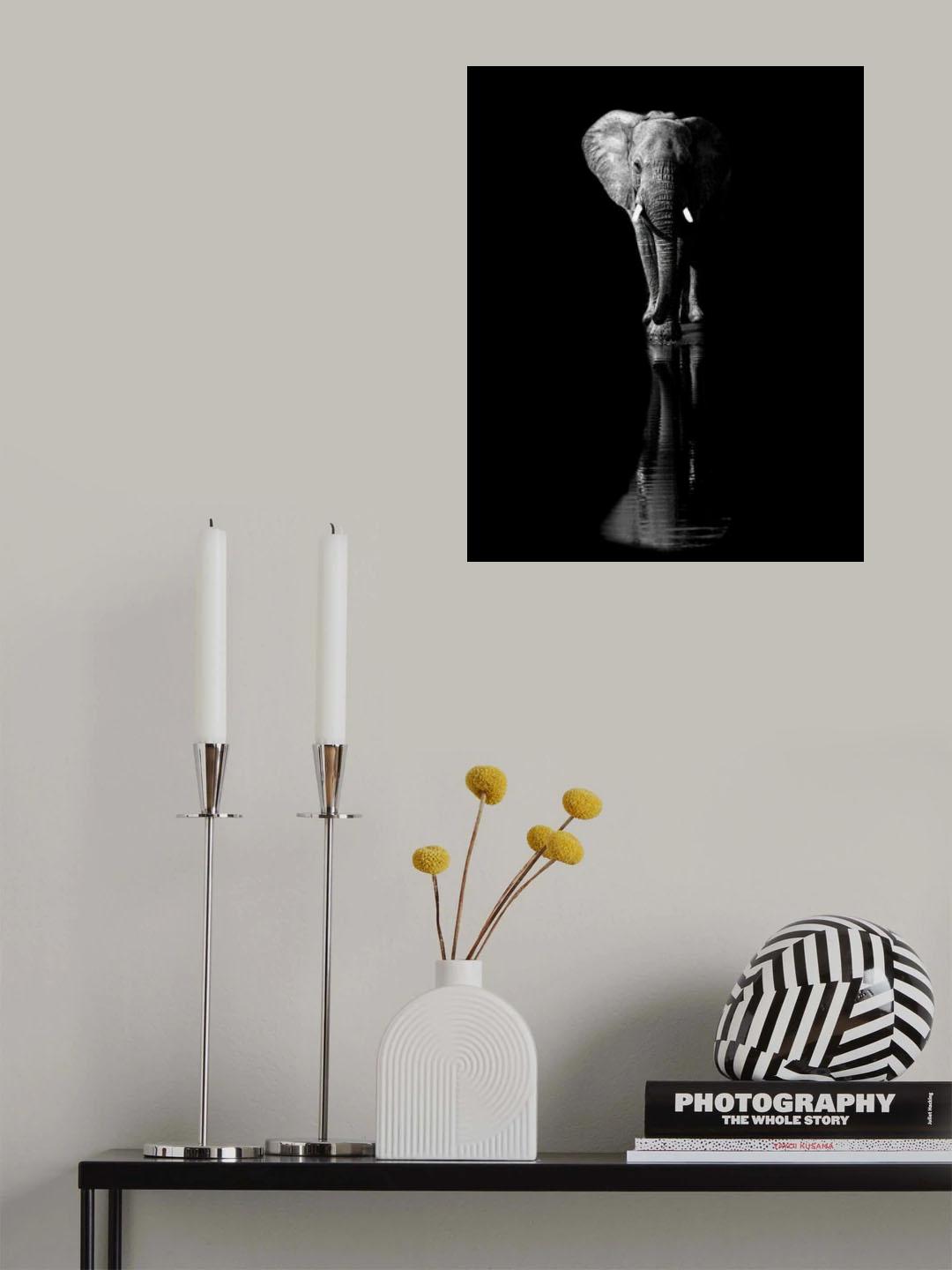 Elephant Poster och Canvastavla