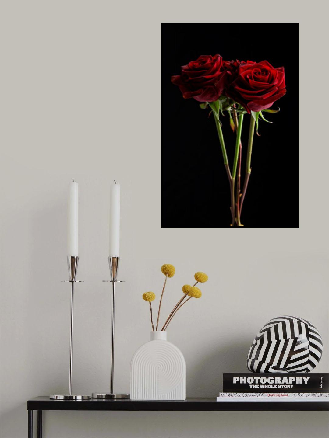 red rose Poster och Canvastavla