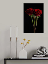 red rose Poster och Canvastavla