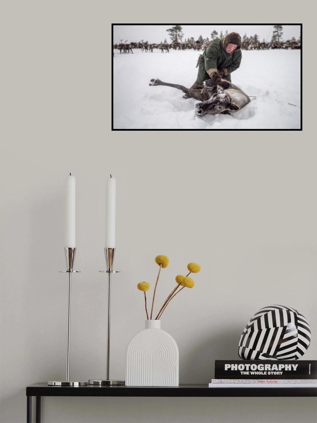 Semyon catches the reindeer Poster och Canvastavla