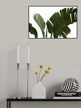 Travellers Palm Leaves Foliage Photo 06 Poster och Canvastavla