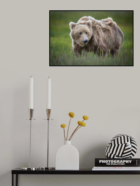 Teddy Bear Poster och Canvastavla