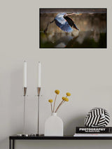 Fly from water Poster och Canvastavla