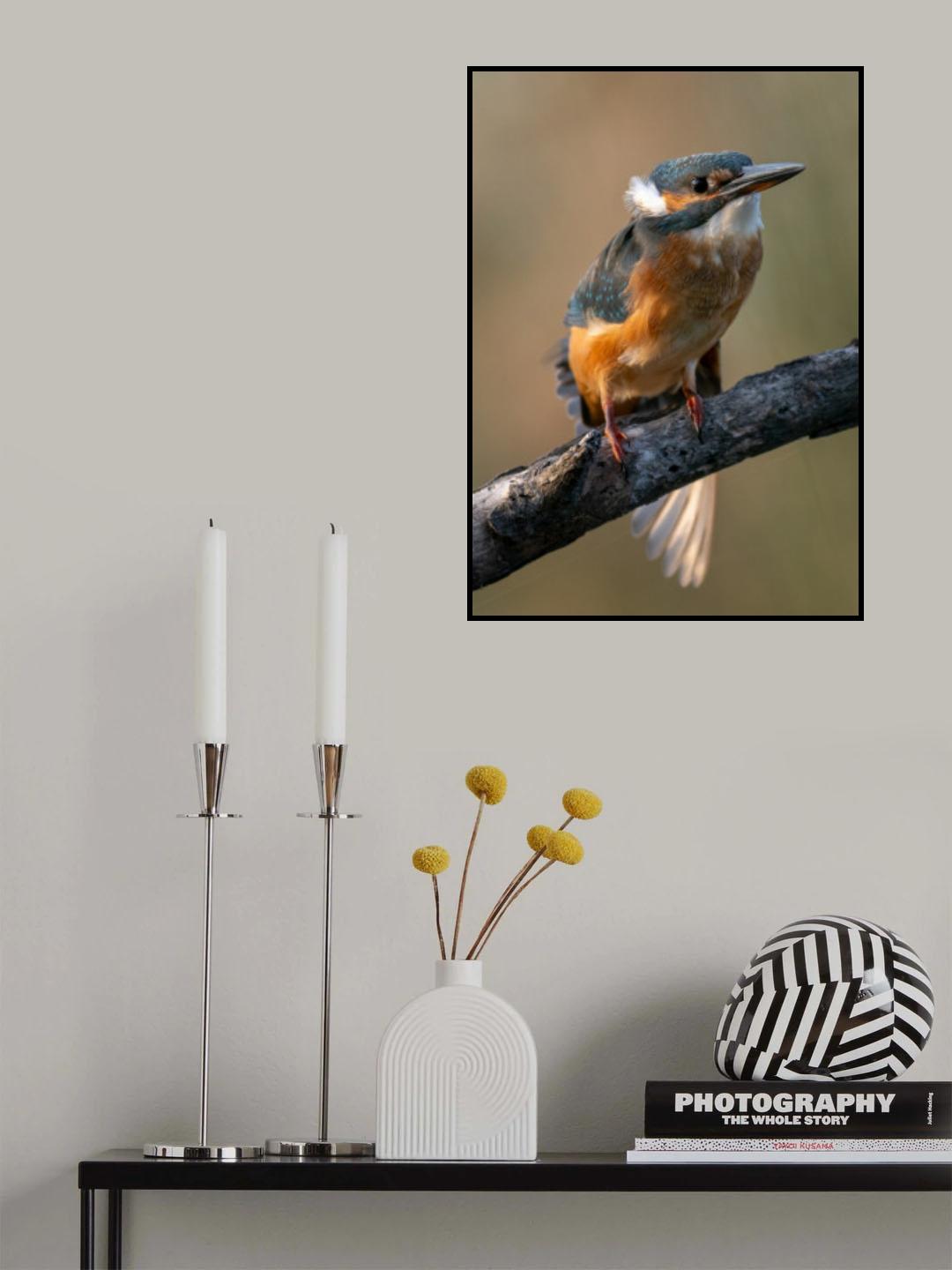 Martin pescatore Poster och Canvastavla