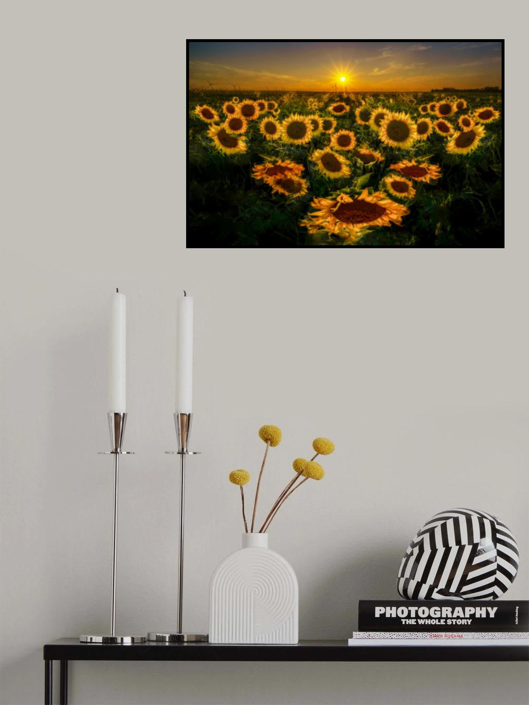 Sunflowers in the afterglow Poster och Canvastavla