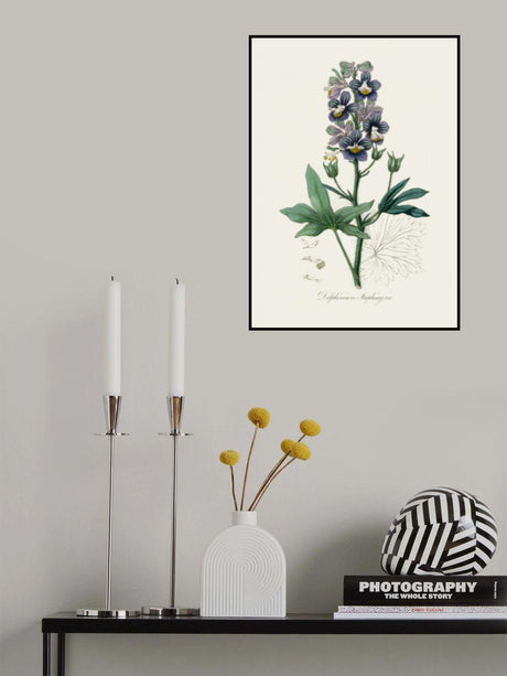 Delphinum Staphisagria Medical Botany Poster och Canvastavla