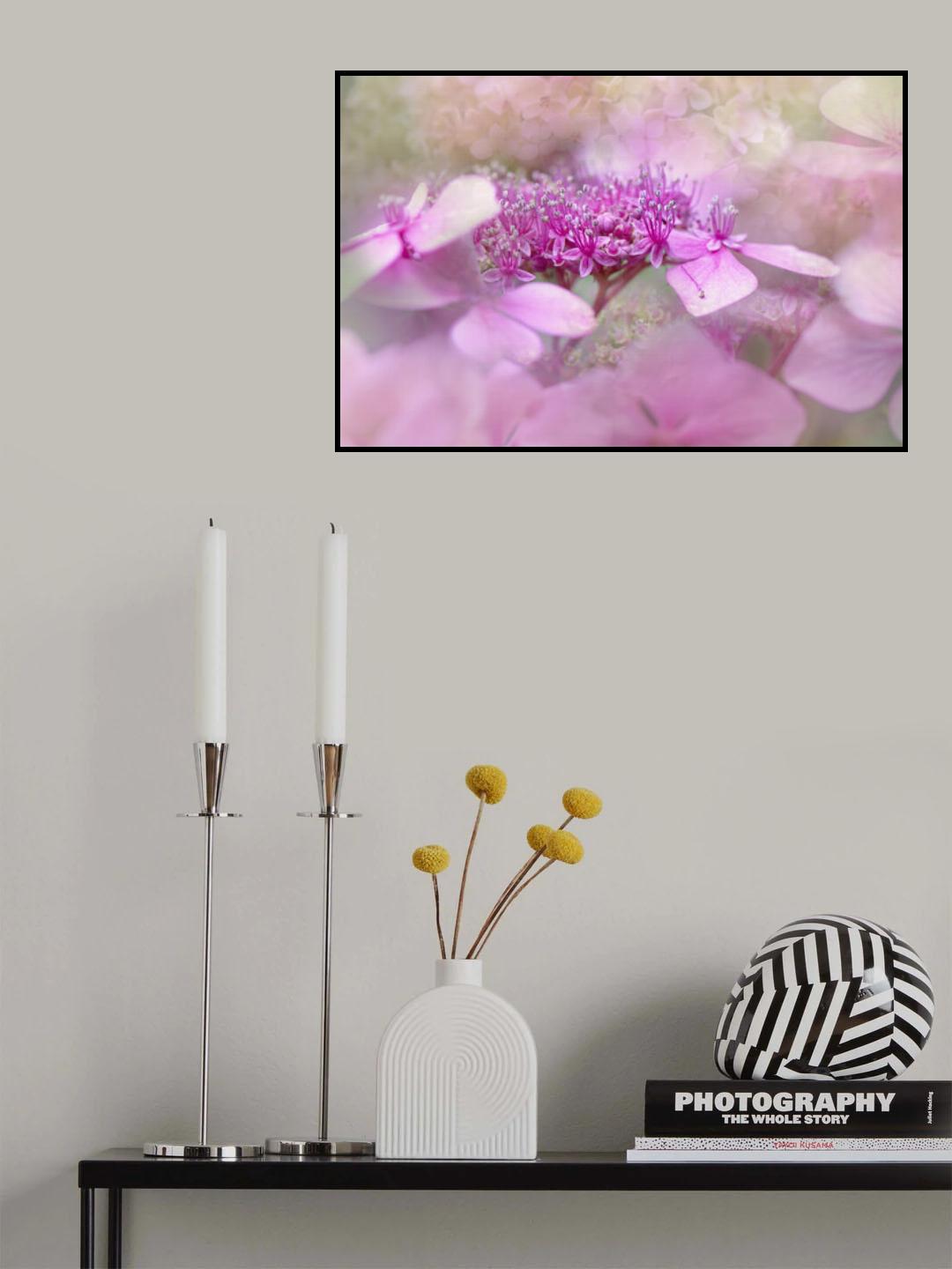 Lacecap hydrangea Poster och Canvastavla