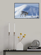 Arctic deer Poster och Canvastavla