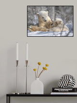 Baby polar bears Poster och Canvastavla