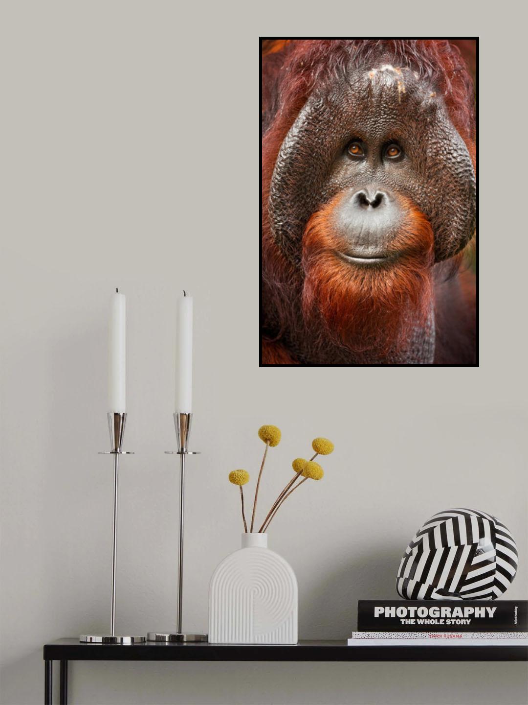 Bornean orangutan Poster och Canvastavla