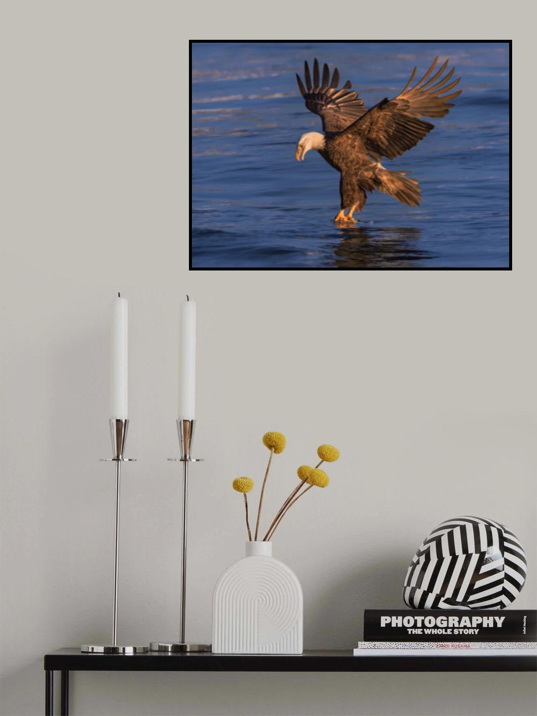 Diving for fish Poster och Canvastavla