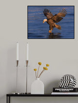 Diving for fish Poster och Canvastavla