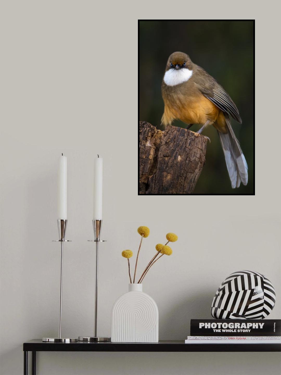 White-throated laughingthrush Poster och Canvastavla