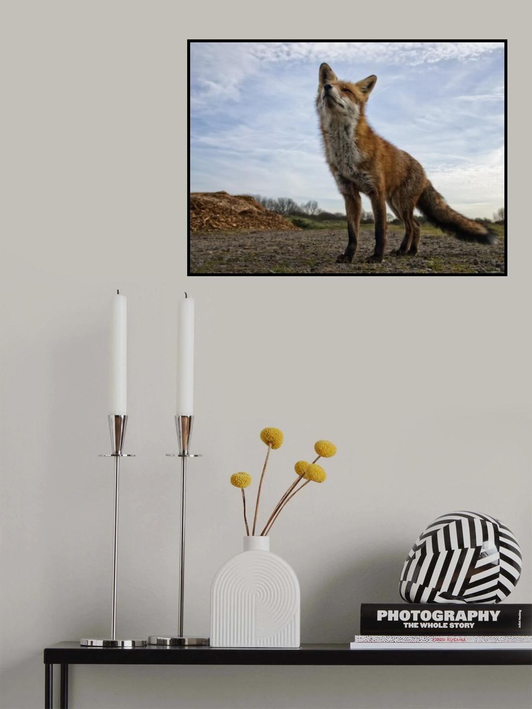 The curious Fox Poster och Canvastavla