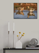 Pin-tailed Sandgrouse Poster och Canvastavla