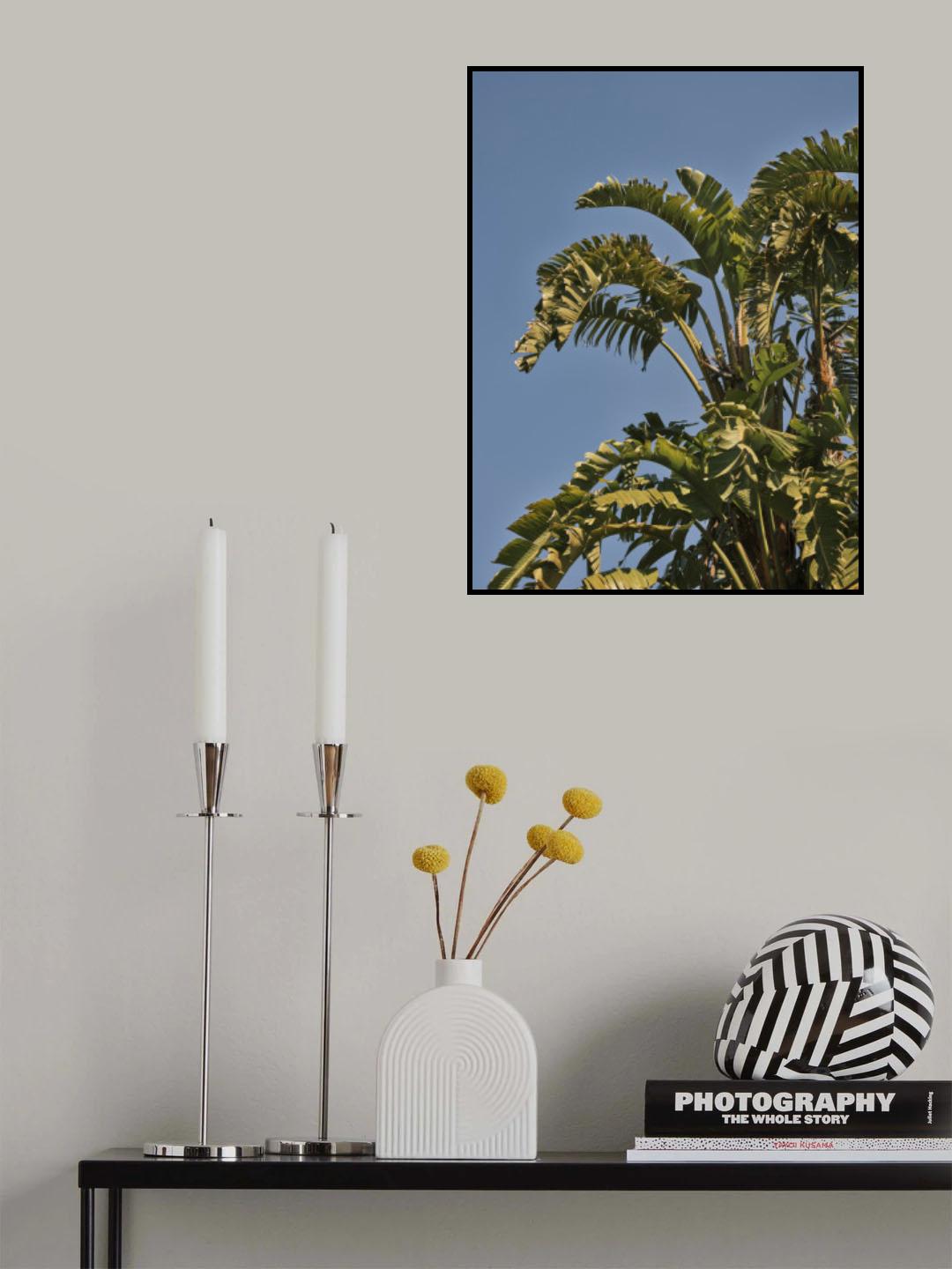 palm trees Poster och Canvastavla