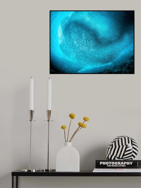 Schooling Sardines Poster och Canvastavla