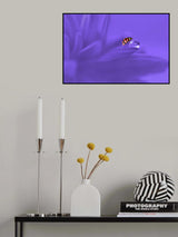 Ladybug Poster och Canvastavla